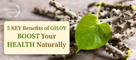 Health Benefits of Giloy