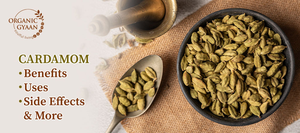 Cardamom - Benefits, Uses, Side Effects, and More