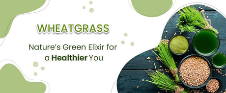 wheatgrass: advantages, drawbacks and more 