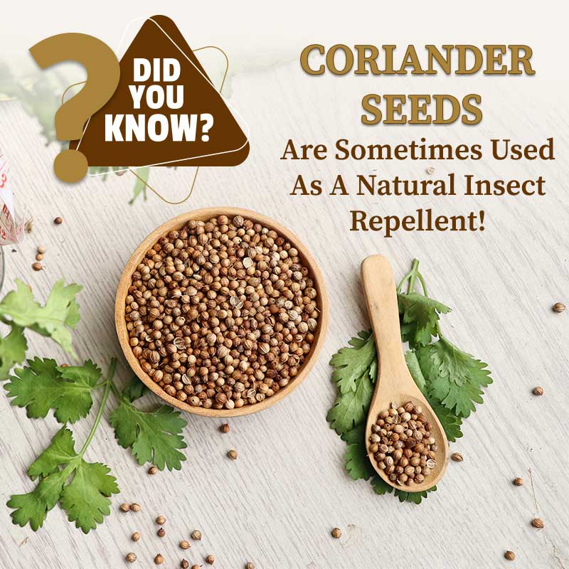 coriander seed